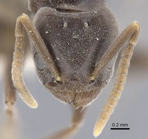 Bothriomyrmex decapitans specimen CASENT0917113 image casent0917113_3