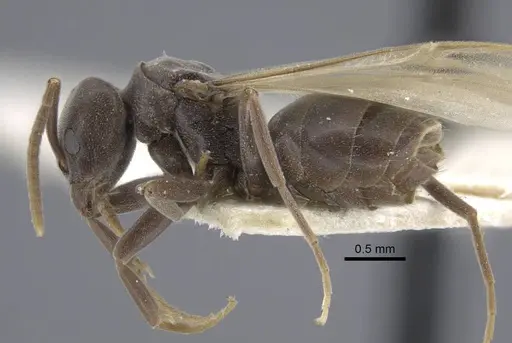 Bothriomyrmex decapitans specimen CASENT0917113 image casent0917113_4