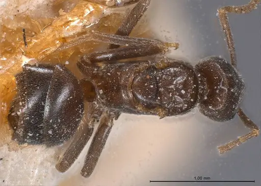 Bothriomyrmex emarginatus specimen ANTWEB1008371 image antweb1008371_1