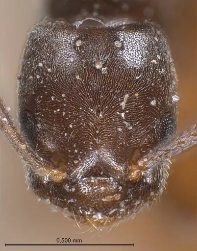 Bothriomyrmex emarginatus specimen ANTWEB1008371 image antweb1008371_3