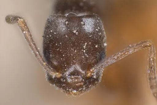 Bothriomyrmex emarginatus specimen ANTWEB1008371 image antweb1008371_4