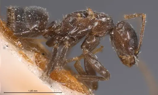 Bothriomyrmex emarginatus specimen ANTWEB1008371 image antweb1008371_5
