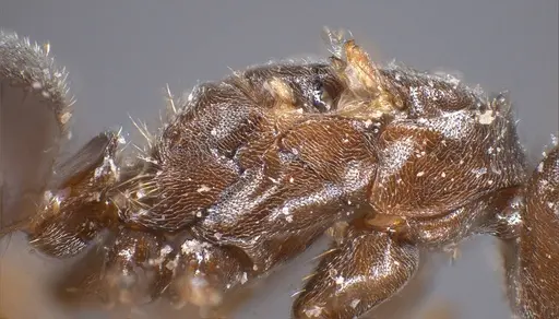 Bothriomyrmex emarginatus specimen ANTWEB1008371 image antweb1008371_6