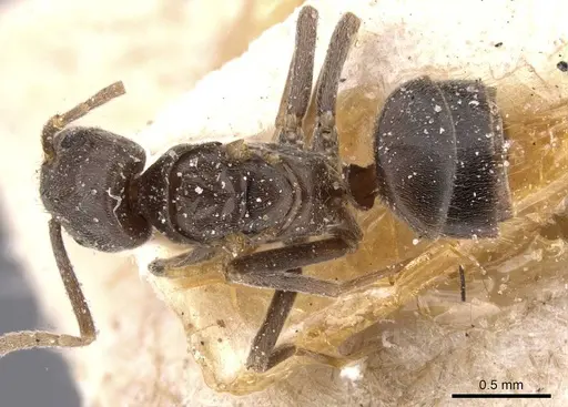 Bothriomyrmex emarginatus specimen CASENT0911479 image casent0911479_1