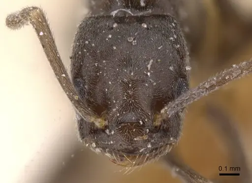 Bothriomyrmex emarginatus specimen CASENT0911479 image casent0911479_2
