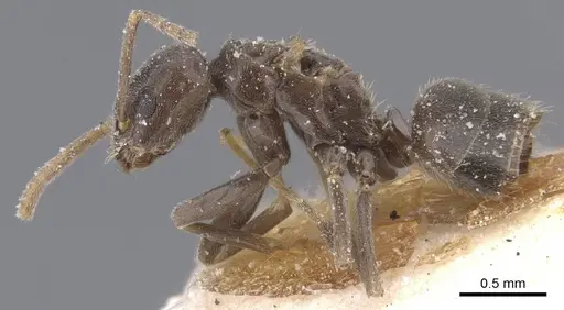 Bothriomyrmex emarginatus specimen CASENT0911479 image casent0911479_3