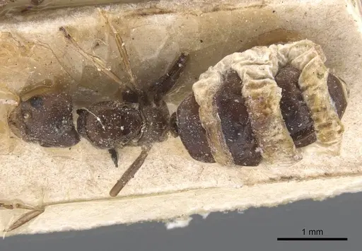 Bothriomyrmex inquilinus specimen CASENT0911464 image casent0911464_1