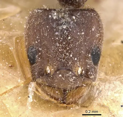 Bothriomyrmex inquilinus specimen CASENT0911464 image casent0911464_2