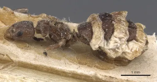 Bothriomyrmex inquilinus specimen CASENT0911464 image casent0911464_3