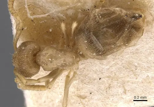 Bothriomyrmex inquilinus specimen CASENT0911465 image casent0911465_1