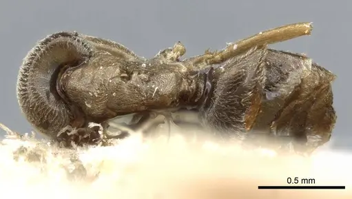 Bothriomyrmex kusnezovi specimen CASENT0905117 image casent0905117_1