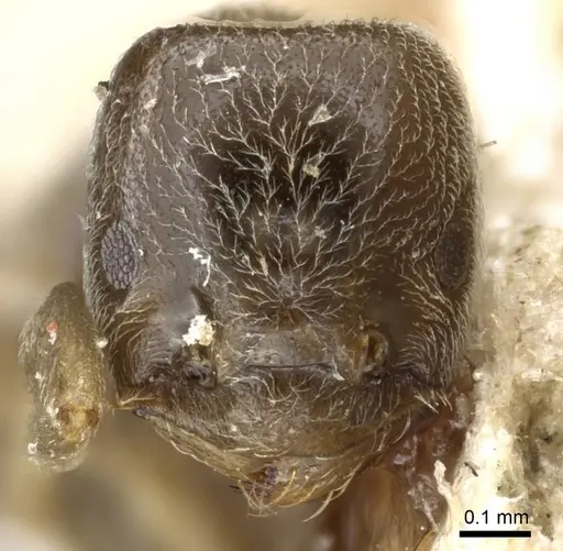 Bothriomyrmex kusnezovi specimen CASENT0905117 image casent0905117_2