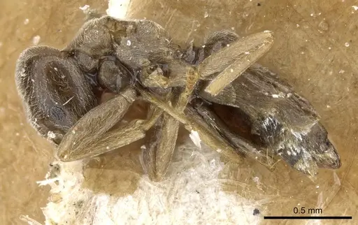 Bothriomyrmex kusnezovi specimen CASENT0905117 image casent0905117_3