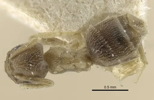 Bothriomyrmex kusnezovi specimen CASENT0917114 image casent0917114_1