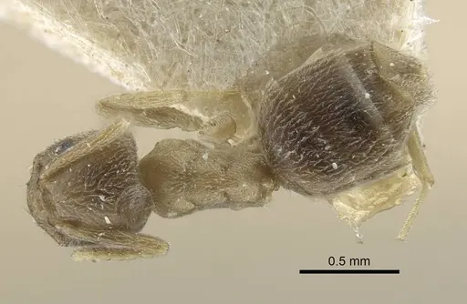 Bothriomyrmex kusnezovi specimen CASENT0917114 image casent0917114_2