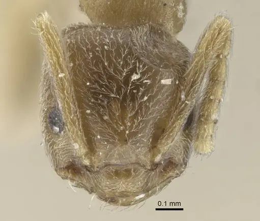 Bothriomyrmex kusnezovi specimen CASENT0917114 image casent0917114_3
