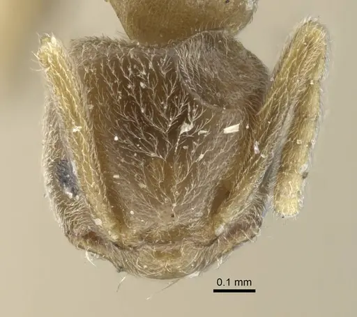 Bothriomyrmex kusnezovi specimen CASENT0917114 image casent0917114_4