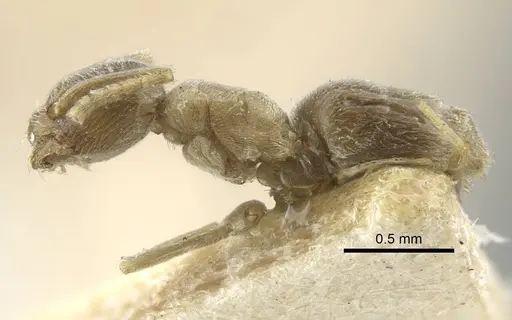 Bothriomyrmex kusnezovi specimen CASENT0917114 image casent0917114_5