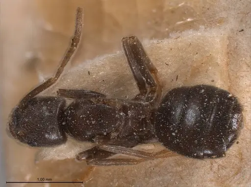 Bothriomyrmex meridionalis specimen ANTWEB1008373 image antweb1008373_1