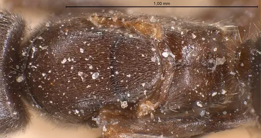 Bothriomyrmex meridionalis specimen ANTWEB1008373 image antweb1008373_2
