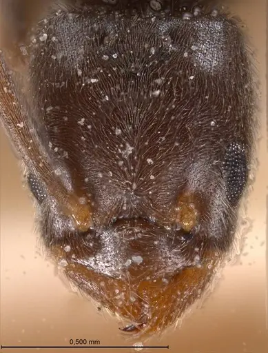 Bothriomyrmex meridionalis specimen ANTWEB1008373 image antweb1008373_3