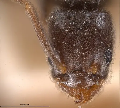Bothriomyrmex meridionalis specimen ANTWEB1008373 image antweb1008373_4