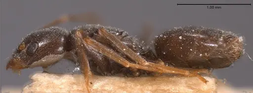 Bothriomyrmex meridionalis specimen ANTWEB1008373 image antweb1008373_5