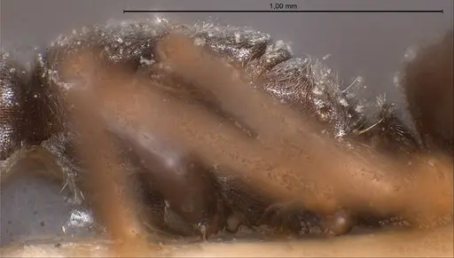 Bothriomyrmex meridionalis specimen ANTWEB1008373 image antweb1008373_6