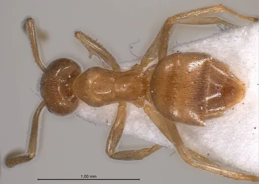 Bothriomyrmex meridionalis specimen ANTWEB1008376 image antweb1008376_1