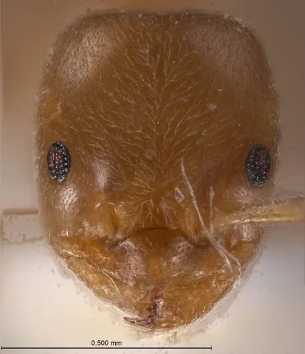 Bothriomyrmex meridionalis specimen ANTWEB1008376 image antweb1008376_3