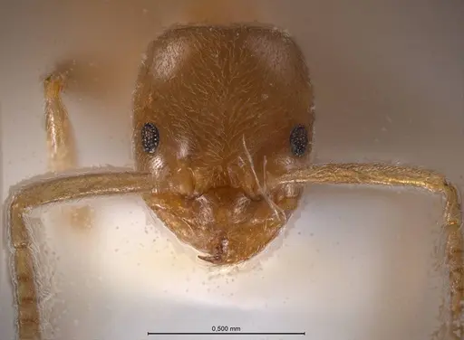 Bothriomyrmex meridionalis specimen ANTWEB1008376 image antweb1008376_4