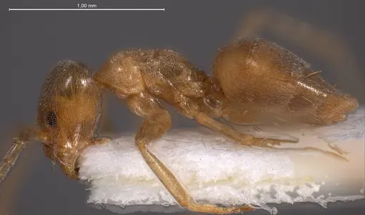 Bothriomyrmex meridionalis specimen ANTWEB1008376 image antweb1008376_5