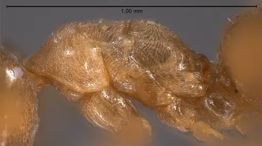 Bothriomyrmex meridionalis specimen ANTWEB1008376 image antweb1008376_6