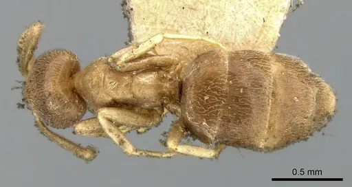 Bothriomyrmex meridionalis specimen CASENT0906240 image casent0906240_1