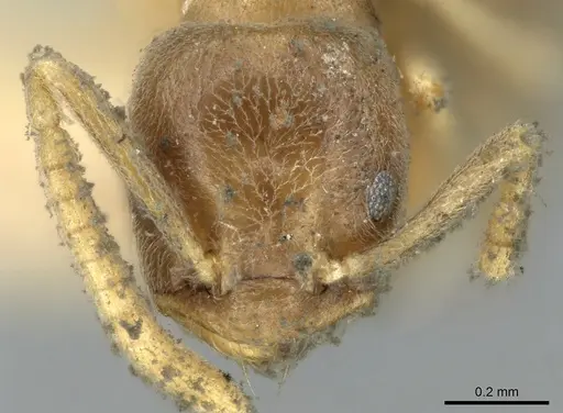 Bothriomyrmex meridionalis specimen CASENT0906240 image casent0906240_2
