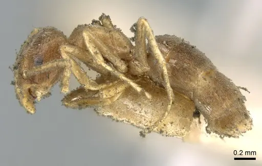 Bothriomyrmex meridionalis specimen CASENT0906240 image casent0906240_3