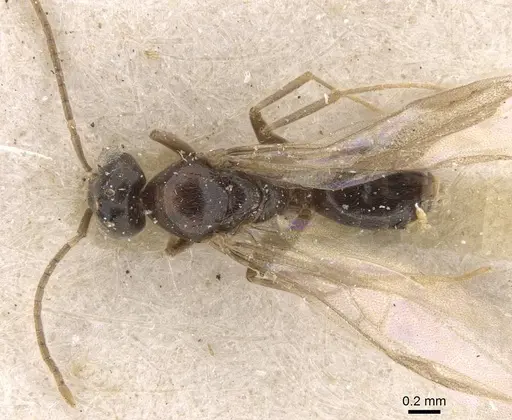 Bothriomyrmex meridionalis specimen CASENT0907615 image casent0907615_1