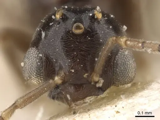 Bothriomyrmex meridionalis specimen CASENT0907615 image casent0907615_2