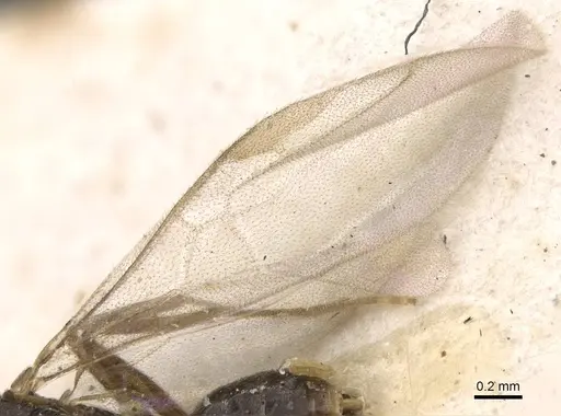 Bothriomyrmex meridionalis specimen CASENT0907615 image casent0907615_4