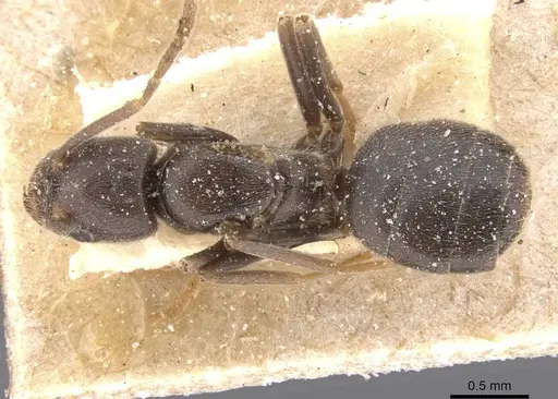 Bothriomyrmex meridionalis specimen CASENT0911482 image casent0911482_1