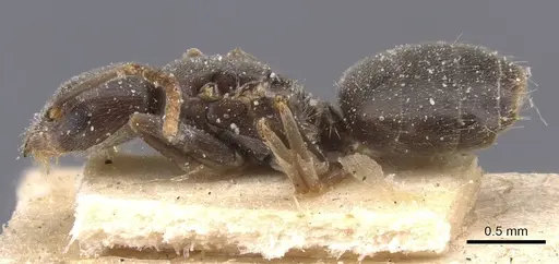 Bothriomyrmex meridionalis specimen CASENT0911482 image casent0911482_3
