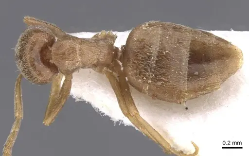 Bothriomyrmex meridionalis specimen CASENT0911483 image casent0911483_1