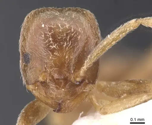 Bothriomyrmex meridionalis specimen CASENT0911483 image casent0911483_2