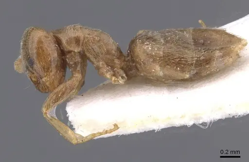 Bothriomyrmex meridionalis specimen CASENT0911483 image casent0911483_3