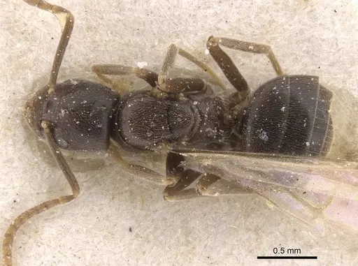 Bothriomyrmex meridionalis specimen CASENT0911485 image casent0911485_1