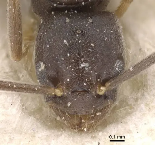 Bothriomyrmex meridionalis specimen CASENT0911485 image casent0911485_2