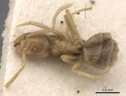 Bothriomyrmex meridionalis specimen CASENT0915340 image casent0915340_1