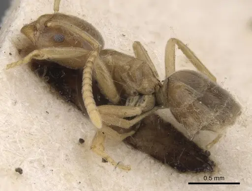 Bothriomyrmex meridionalis specimen CASENT0915340 image casent0915340_3