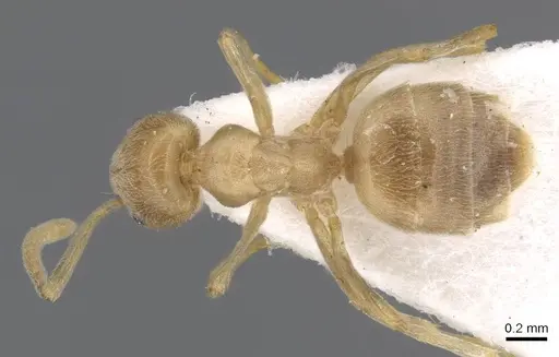 Bothriomyrmex meridionalis specimen CASENT0915544 image casent0915544_1