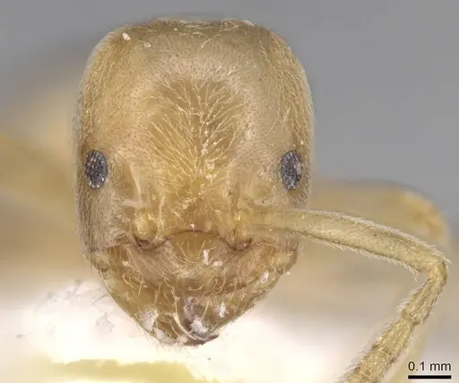 Bothriomyrmex meridionalis specimen CASENT0915544 image casent0915544_2